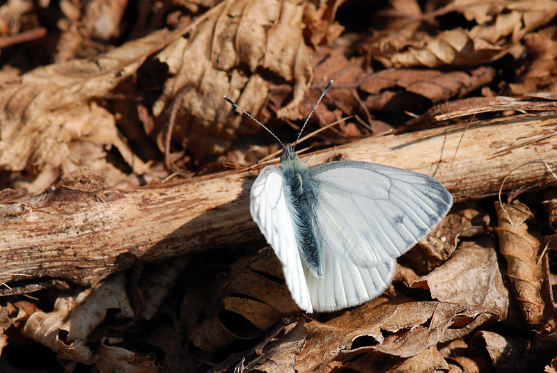 Pieris nuova di 